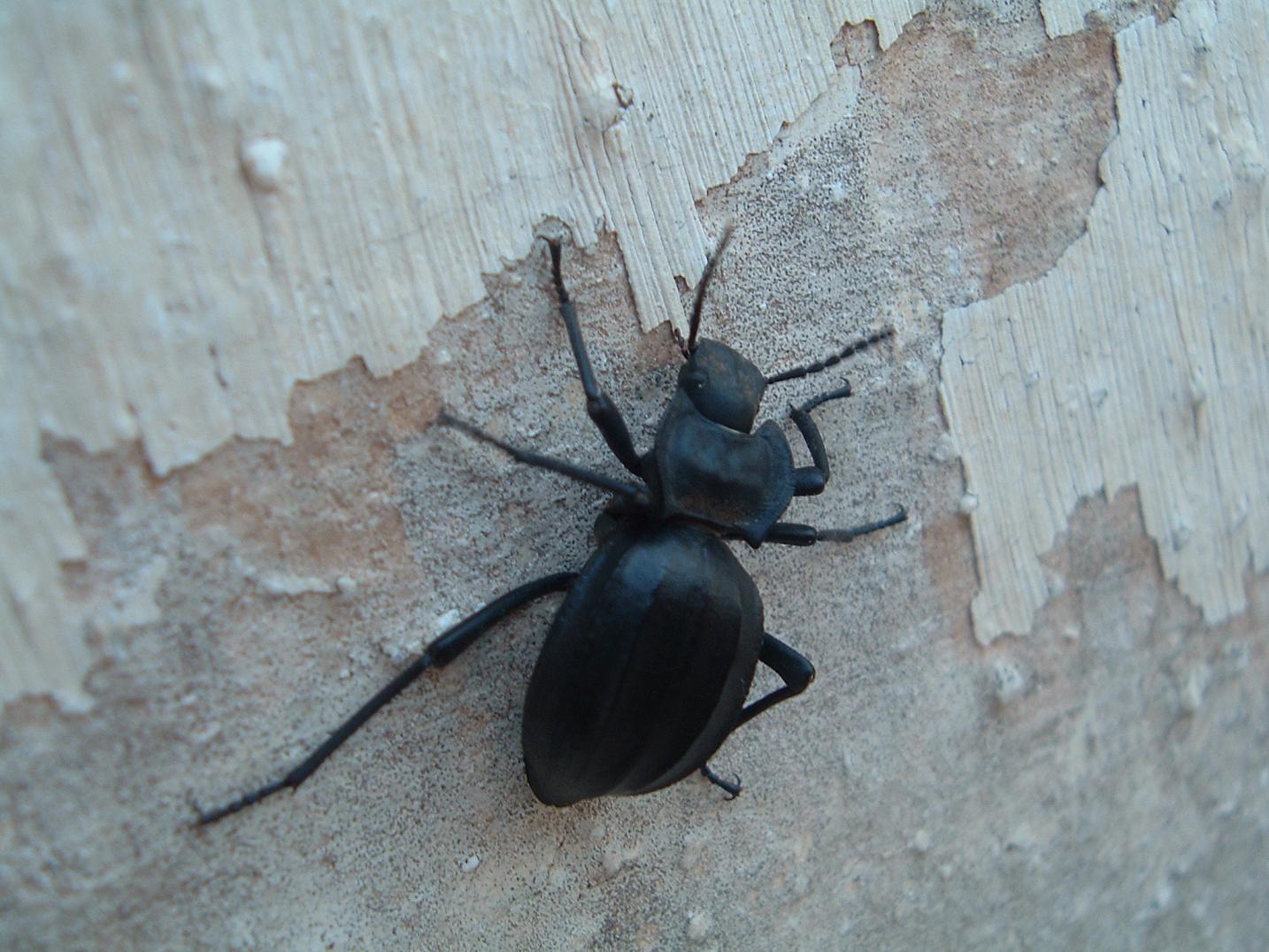 Coleotteri di Pantelleria